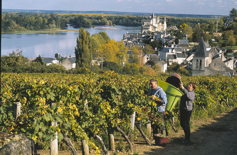 Anjou's Vineyard
