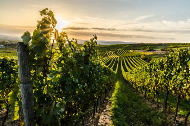 Vignobles de l'Anjou